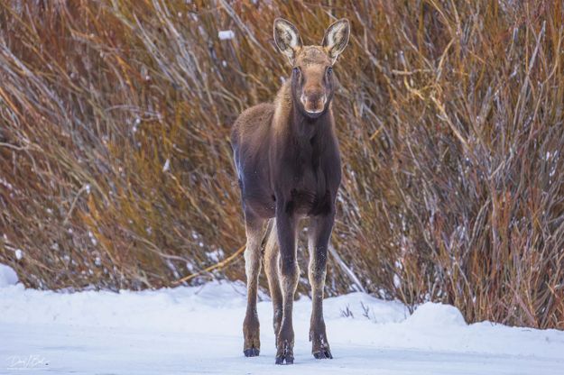 . Photo by Dave Bell.