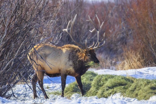 . Photo by Dave Bell.