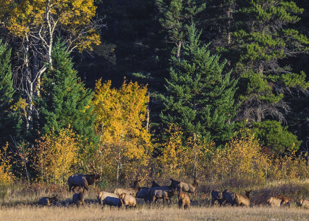 Massive Bull Elk And Harem. Photo by Dave Bell.