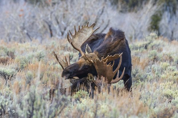 . Photo by Dave Bell.