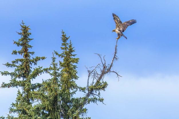 Immature Baldy. Photo by Dave Bell.