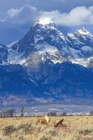 The Big Three. Photo by Dave Bell.