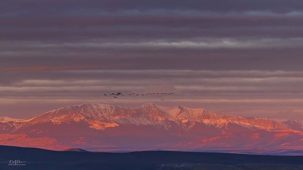 Migrating Geese Flying In Front Of Triple Peak. Photo by Dave Bell.