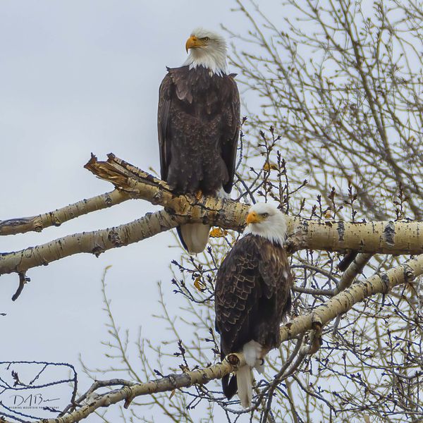 . Photo by Dave Bell.