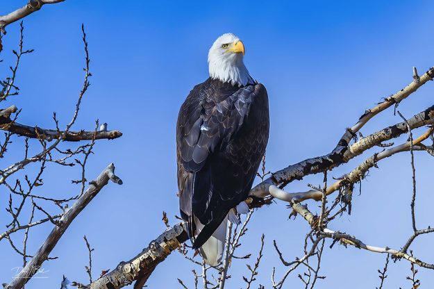 Freedom Bird . Photo by Dave Bell.