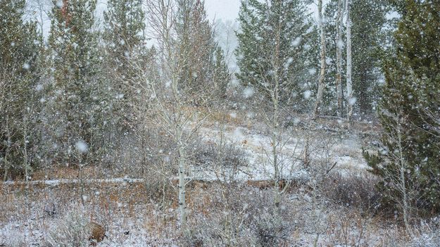 Heavy Snow. Photo by Dave Bell.