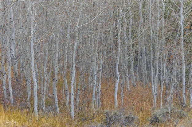 Winter Aspen and Fall Grasses. Photo by Dave Bell.