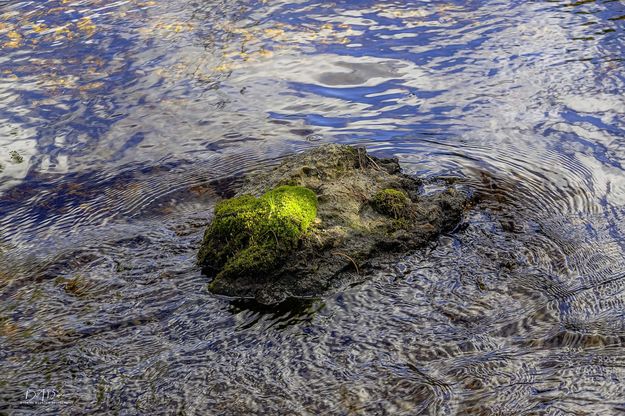 Mossy Island. Photo by Dave Bell.