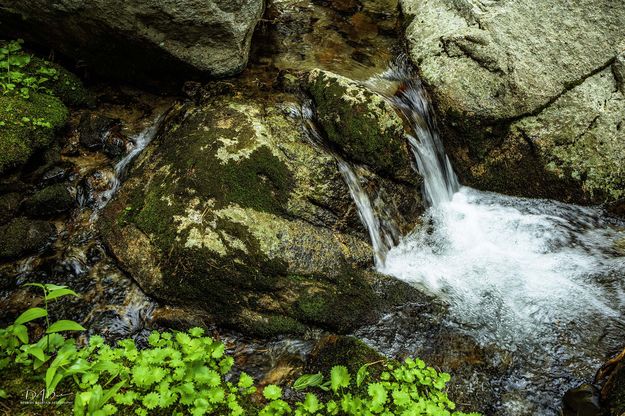 Crystal Clear. Photo by Dave Bell.