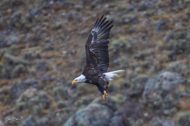 Freedom Bird In Flight. Photo by Dave Bell.