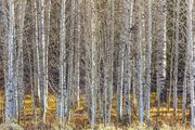Winter Aspens. Photo by Dave Bell.