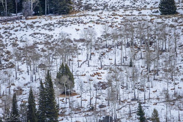 A Hillside Of Elk. Photo by Dave Bell.