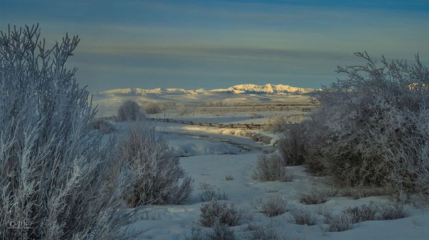 Frosty . Photo by Dave Bell.