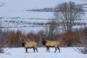 Two Nice Bulls. Photo by Dave Bell.