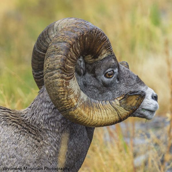 Old Ram. Photo by Dave Bell.
