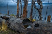 Beautiful Old Burned Log. Photo by Dave Bell.