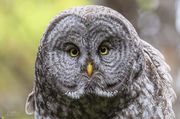 Great Gray Owl-September 12