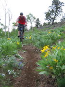 Mountain biking trail at White Pine Resort. White Pine courtesy photo.