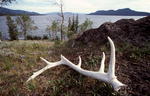 Elk antlers are a real prize to find. NPS photo, Yellowstone Park.