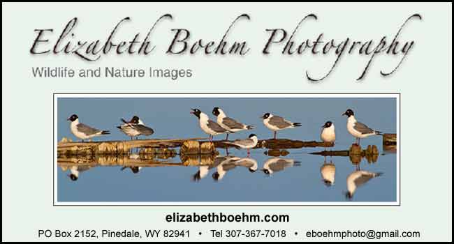 Elizabeth Boehm Photography