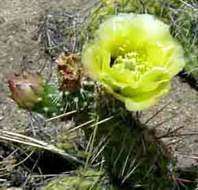 The cactus are in bloom