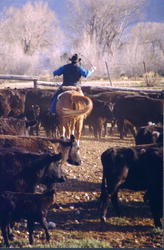 Branding at the Fayette Ranch