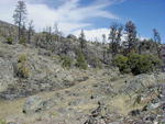 View of burn from trail