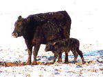 It's calving season