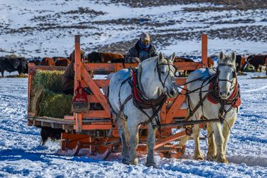 Hay sled. Photo by Dave Bell.