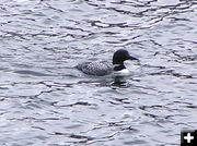 Common Loon. Photo by Pinedale Online.