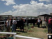 Preparing Show Steers. Photo by Pinedale Online.