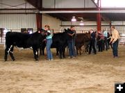 Steer Judging. Photo by Pinedale Online.