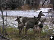 More deer. Photo by Pinedale Online.