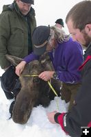 Measuring a Moose. Photo by Wyoming Game & Fish.