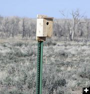Bluebird Nesting Box. Photo by Pinedale Online.
