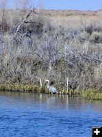 Great Blue Heron. Photo by Pinedale Online.