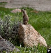 Gopher. Photo by Pinedale Online.