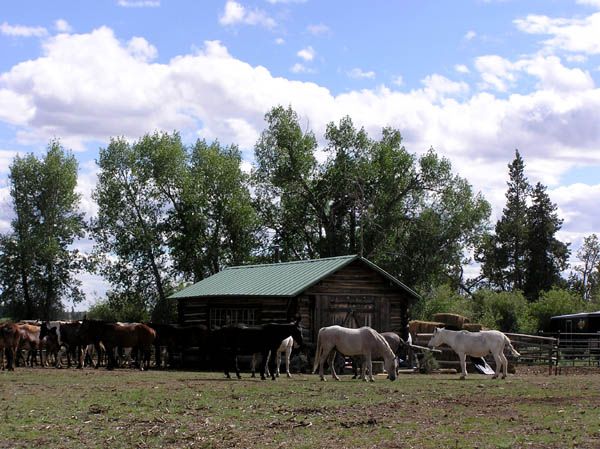 Ranch horses. Photo by Pinedale Online.