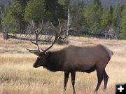 Wyoming Elk. Photo by Pinedale Online.