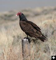 Turkey Vulture. Photo by Clint Gilchrist, Pinedale Online.