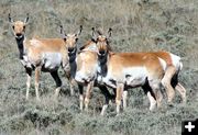 Pregnant Pronghorn. Photo by Pinedale Online.