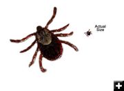Ticks are out. Photo by Pinedale Online.