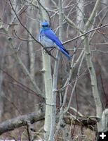 Blue Bird. Photo by Dawn Ballou, Pinedale Online.