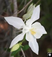 White Columbine. Photo by Clint Gilchrist, Pinedale Online.