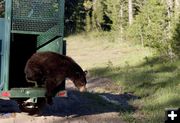Black bear release. Photo by Wyoming Game & Fish Department.