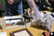 Weighing bison bone. Photo by Dawn Ballou, Pinedale Online.