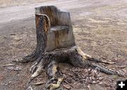 Tree Chair. Photo by Dawn Ballou, Pinedale Online.