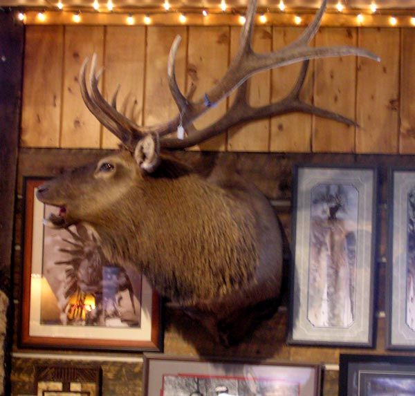 Elk Head Mount. Photo by Dawn Ballou, Pinedale Online!.