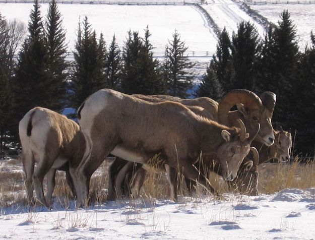 Bighorn Sheep. Photo by Mike & Jennifer Gilmore.