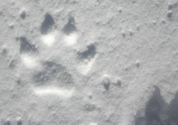 Snow paw print. Photo by Clint Gilchrist, Pinedale Online.